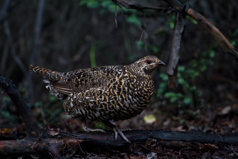 Spruce Grouse